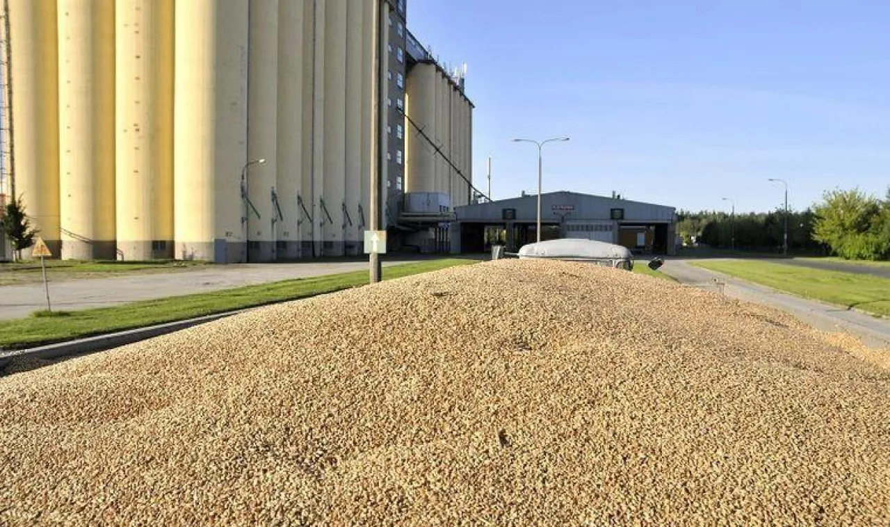 Rosną ceny żyta. Drożeje też pszenica, ale ta ukraińska. Raport z rynków rolnych