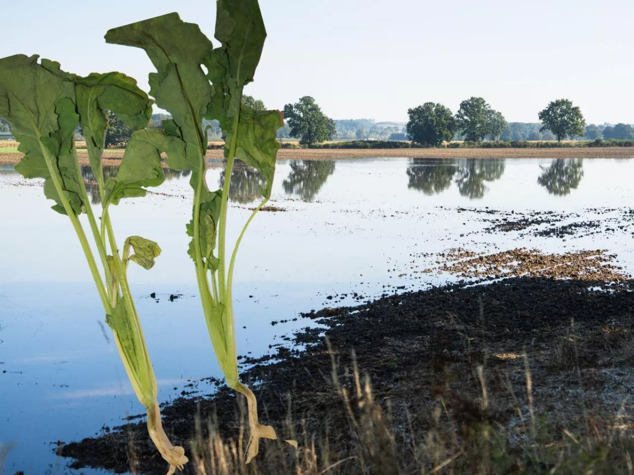 3000 zł do hektara. Będzie dodatkowa pomoc dla poszkodowanych rolników