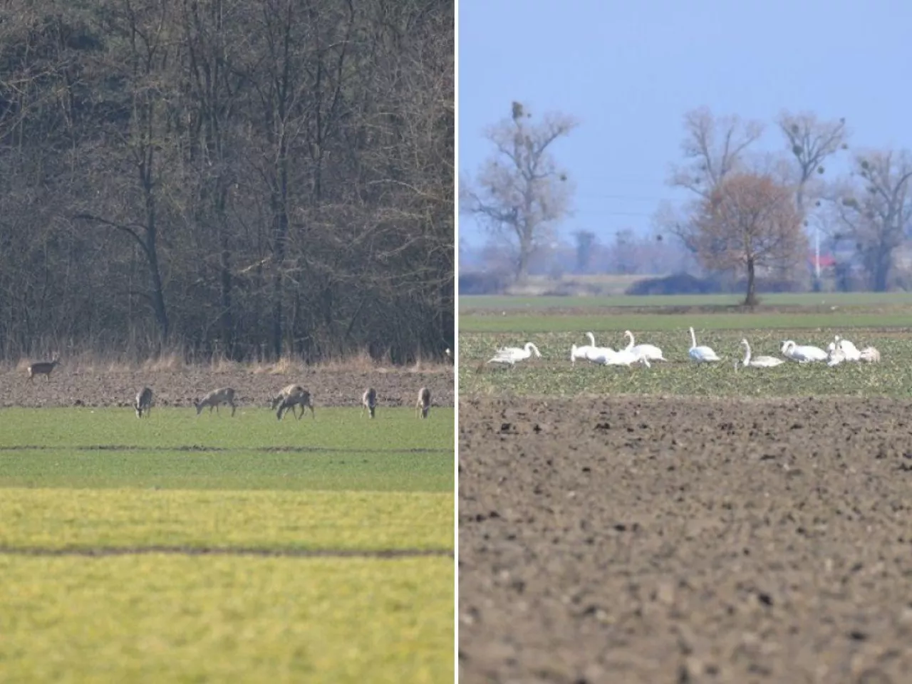 Wyjedzone rzepaki i zboża. Rolnicy walczą z plagą