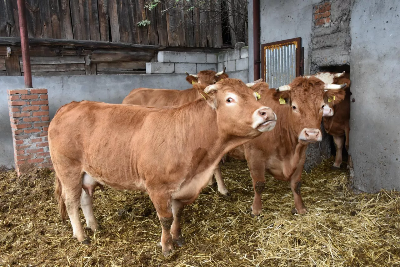 250 zł dopłaty do krów mamek. Jak uzyskać dodatkowe pieniądze?