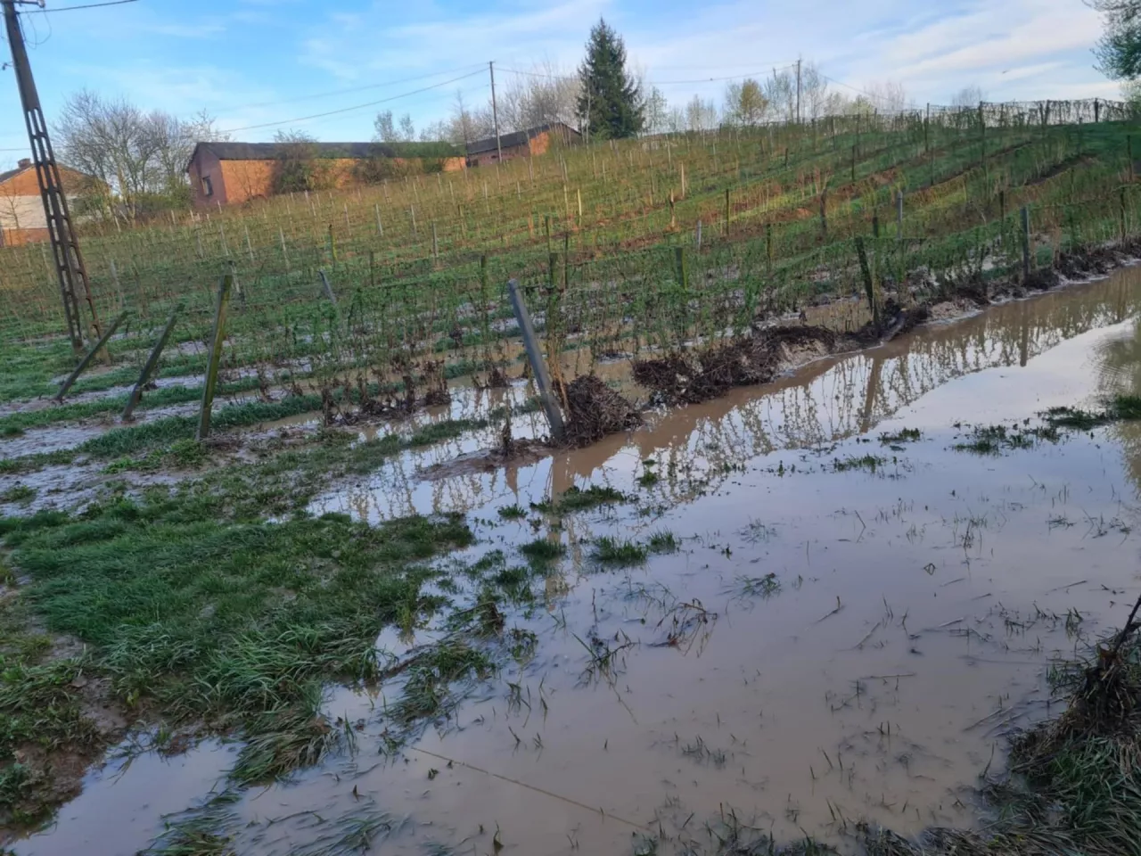 Tak wyglądały pola w powiecie kraśnickim dzień po nawałnicy. Młode śliwy i maliny popłynęły