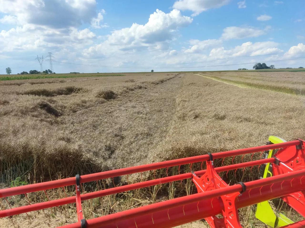 Ceny rzepaku z nowych zbiorów niższe nawet o 50 zł. Jakie są stawki na żniwa 2025?