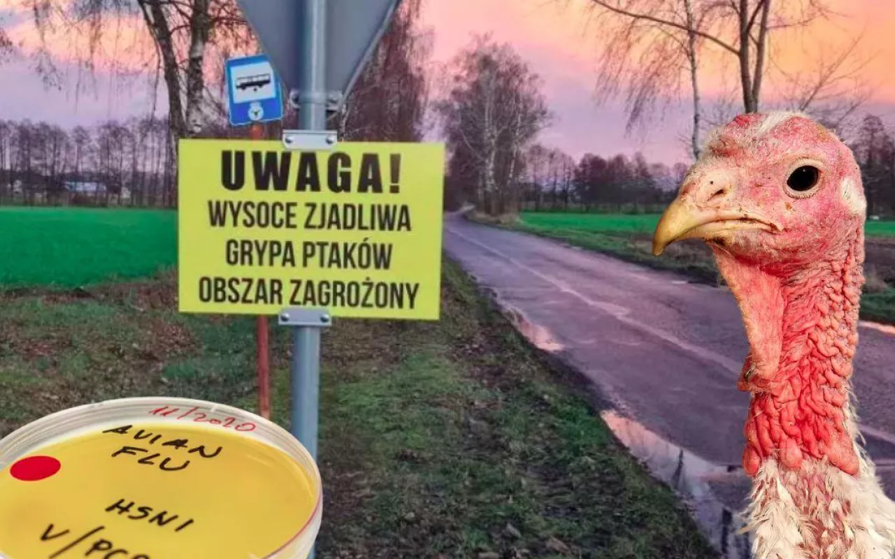 Grypa ptaków w powiecie iławskim