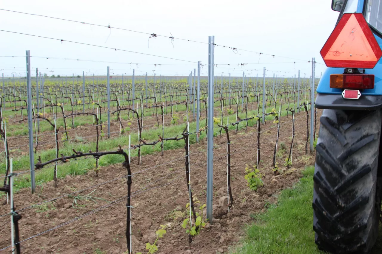 Na koniec marca 2025 r. mieliśmy w Polsce 673 plantatorów, którzy uprawiali winorośl na powierzchni 1023 ha