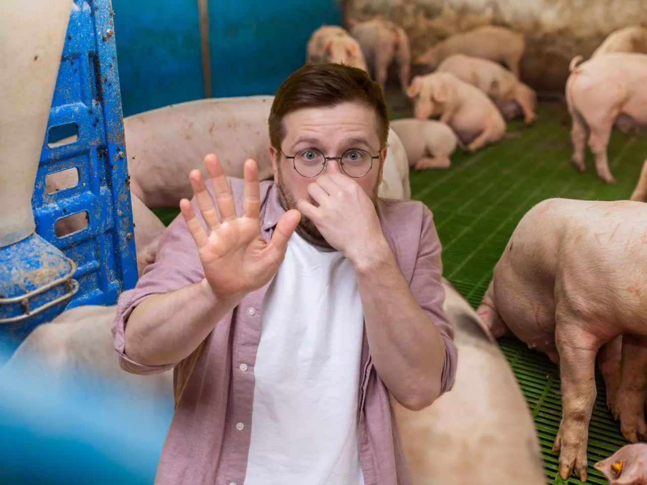 Ministerstwo klimatu bierze się za zapachy z chlewni. Ukróci sztuczny podział ferm