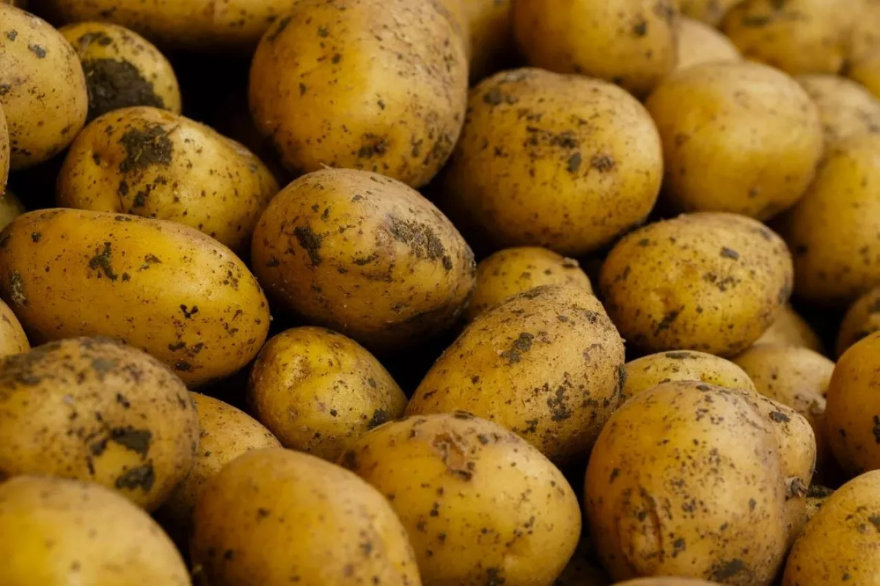 młode ziemniaki cena maj 2025