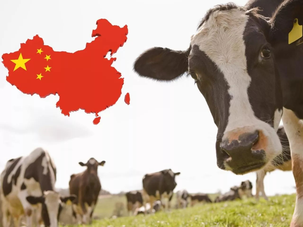 Chiny kontynuują dywersyfikację źródeł dostaw, zwiększając zakupy nie tylko z tradycyjnych kierunków, takich jak Nowa Zelandia czy Unia Europejska, ale także z państw rozwijających się.