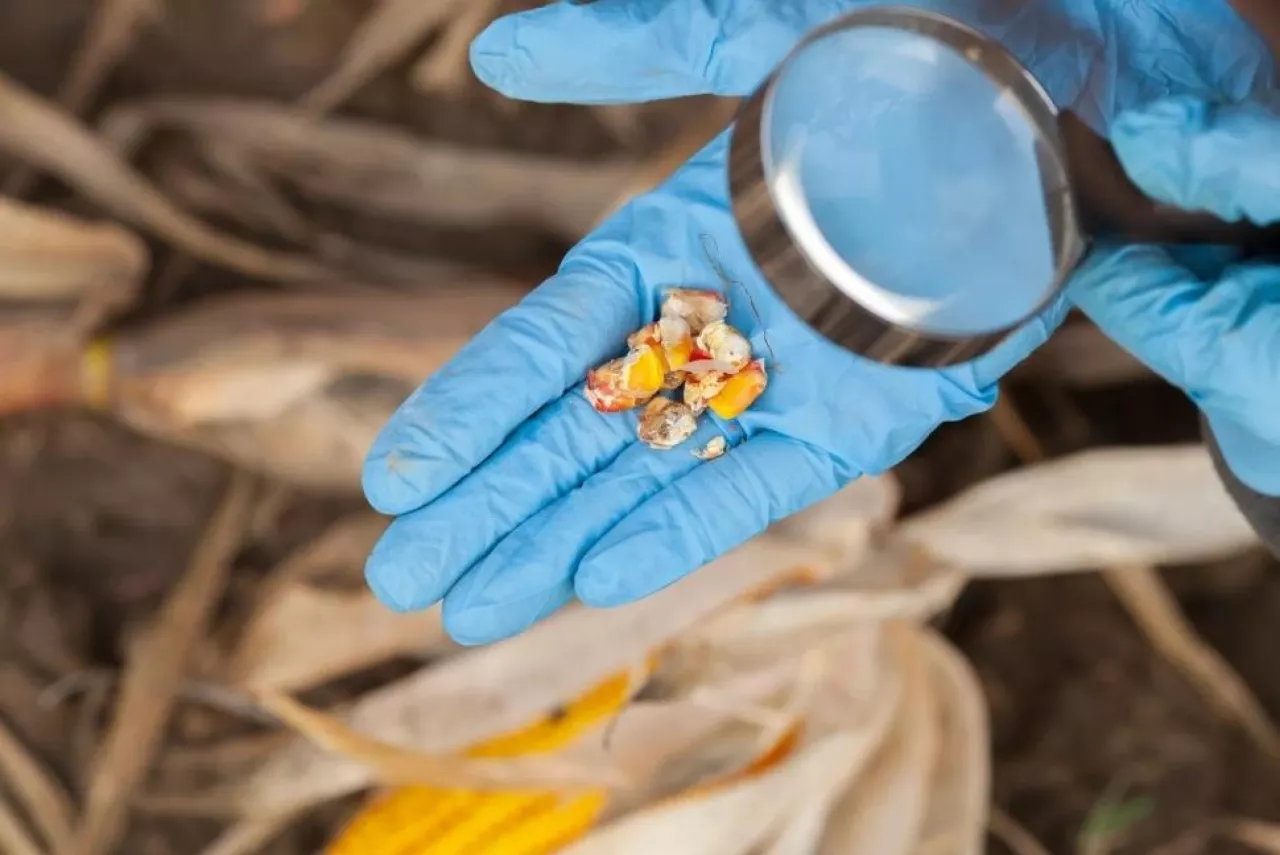 GMO kontrole PIORiN