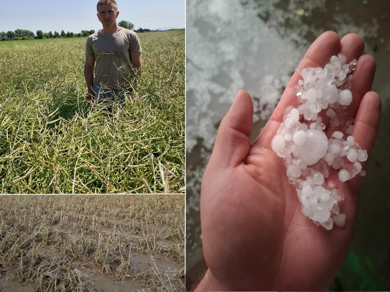 Rolnik ze wsi Bychowo k. Żmigrodu w powiecie trzebnickim przyznaje, że obawia się o resztę swoich upraw
