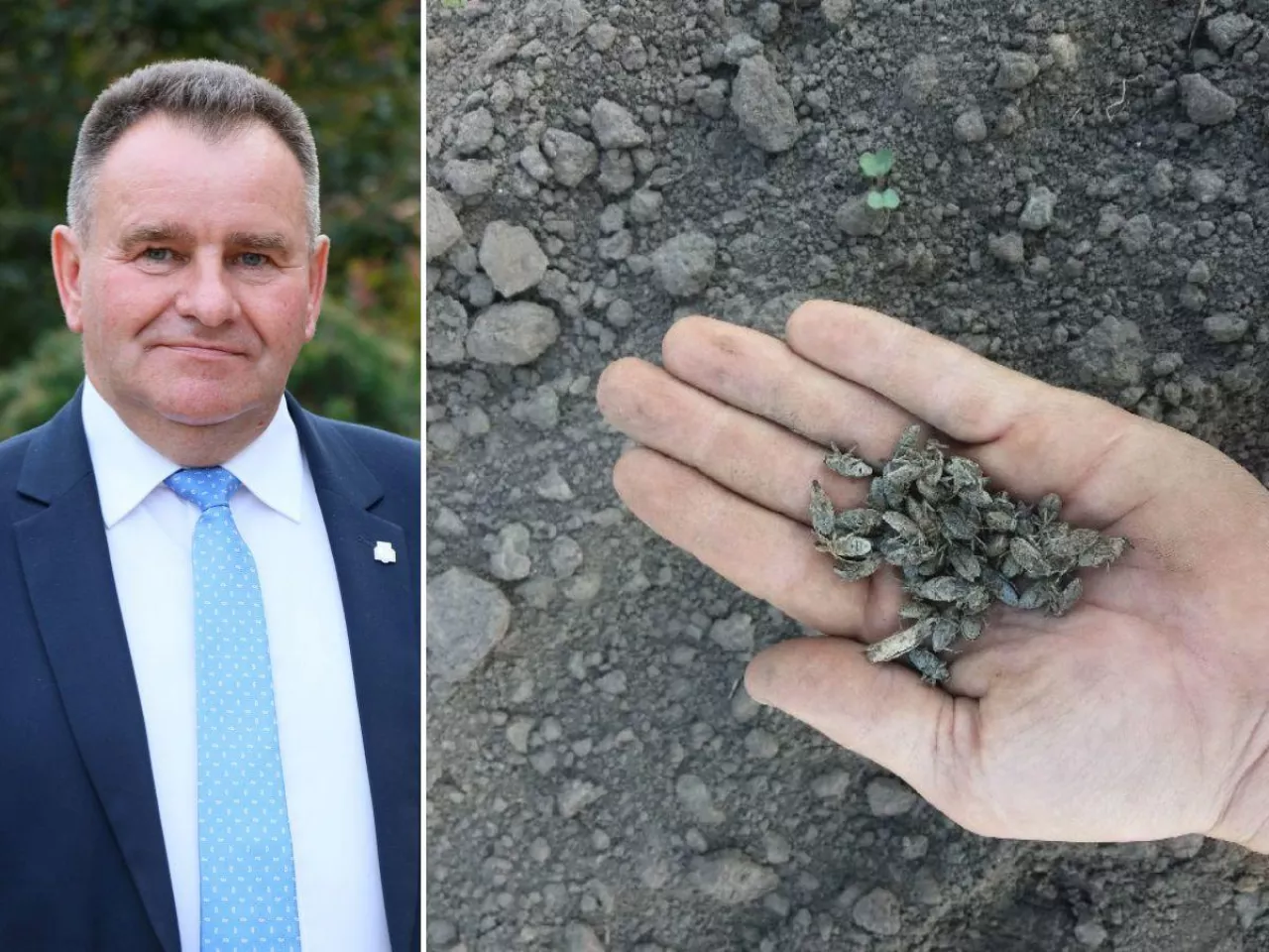 Rolnikom znikają całe plantacje. Wrócą wycofane opryski?