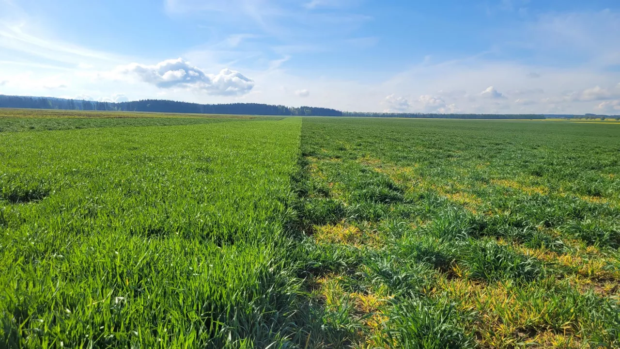 Odporne na BYDV odmiany SY Zoomba i wrażliwe odmiany jęczmienia CZ wiosna 2024