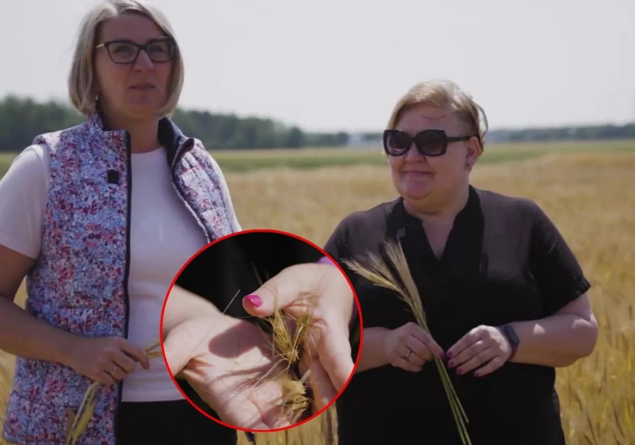 puste kłosy jęczmienia - pogotowie polowe