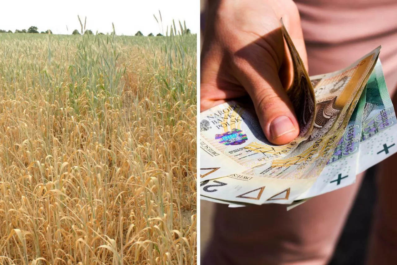 Rolnicy alarmują: przez problemy z logowaniem tracimy pomoc suszową