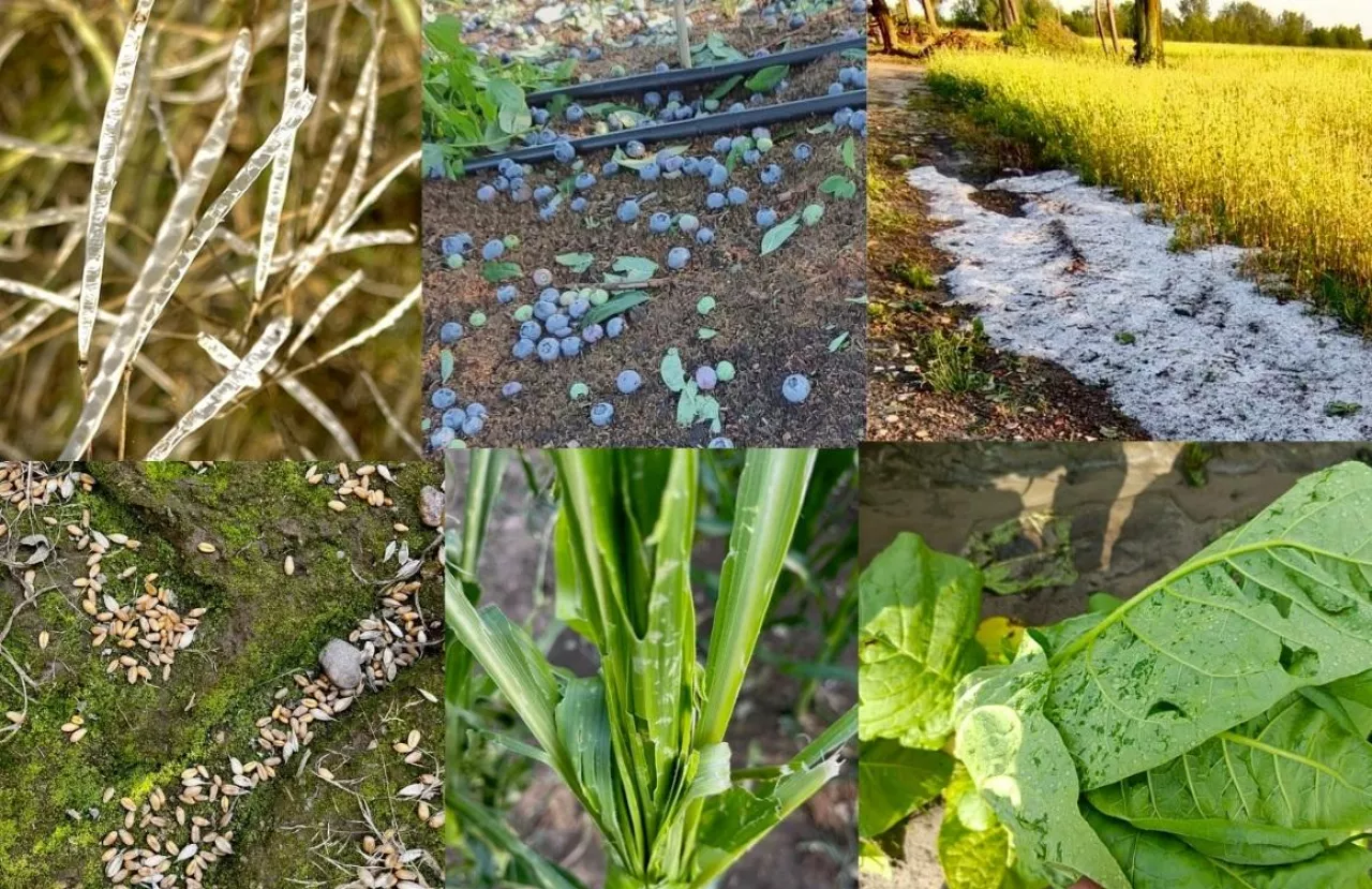 Gradobicie woj. lubelskie