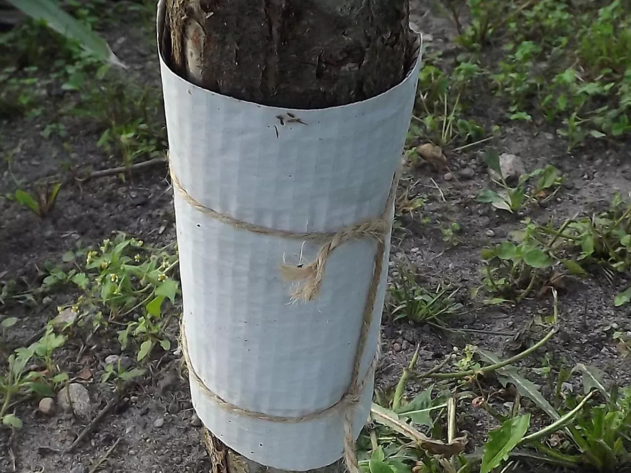 Jak zwalczać owocówkę śliwkóweczkę w sadzie? Ten sposób zastosuj 2 razy w roku