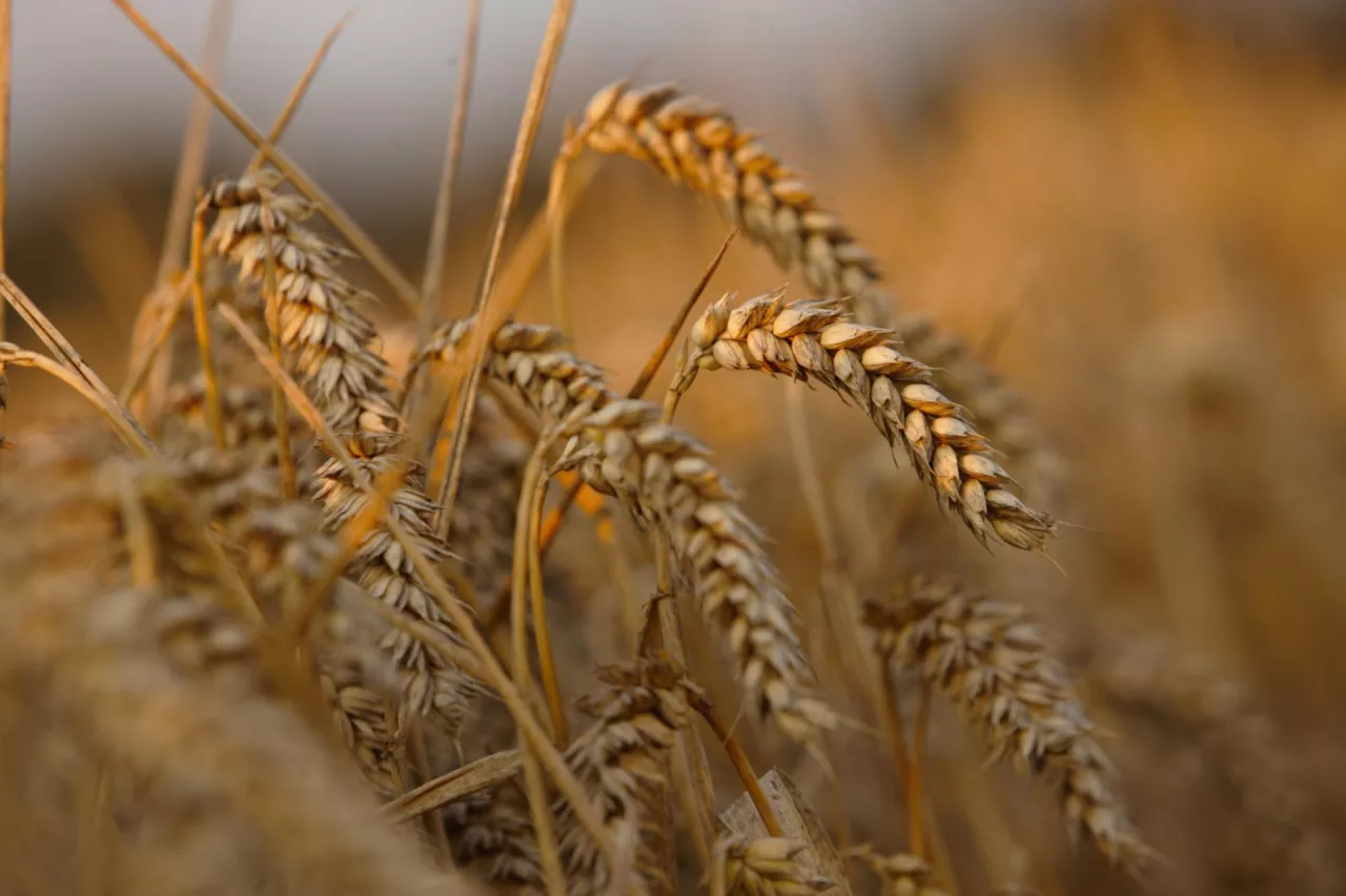 Plony 2025: rolnicy zbiorą więcej zboża, ale jakość słaba [Prognoza GUS]