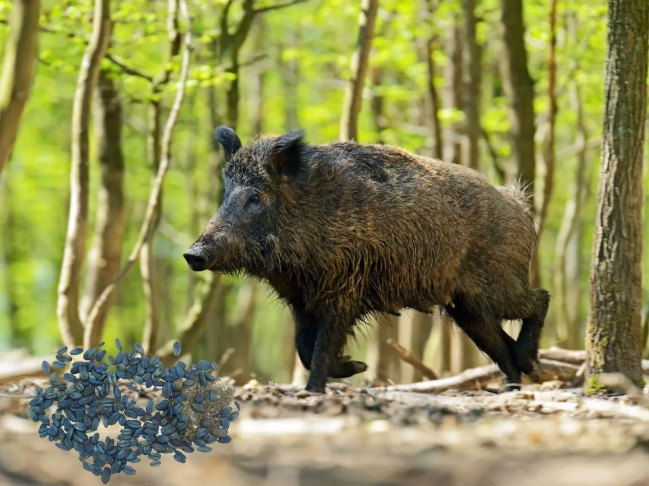 Niebieskie mięso dzików: co to oznacza dla myśliwych i rolników? [FOTO]