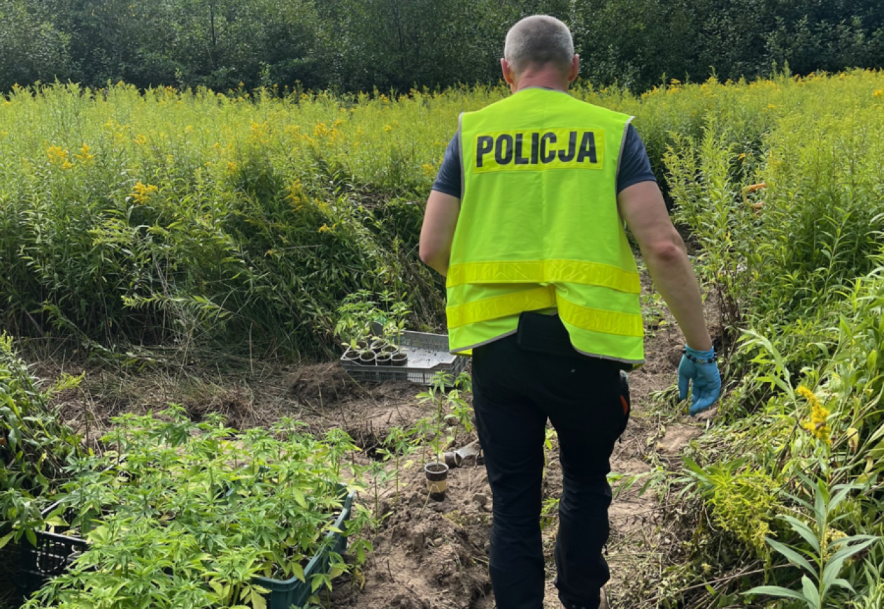 Znaleziono około 300 krzaków konopii indyjskiej.