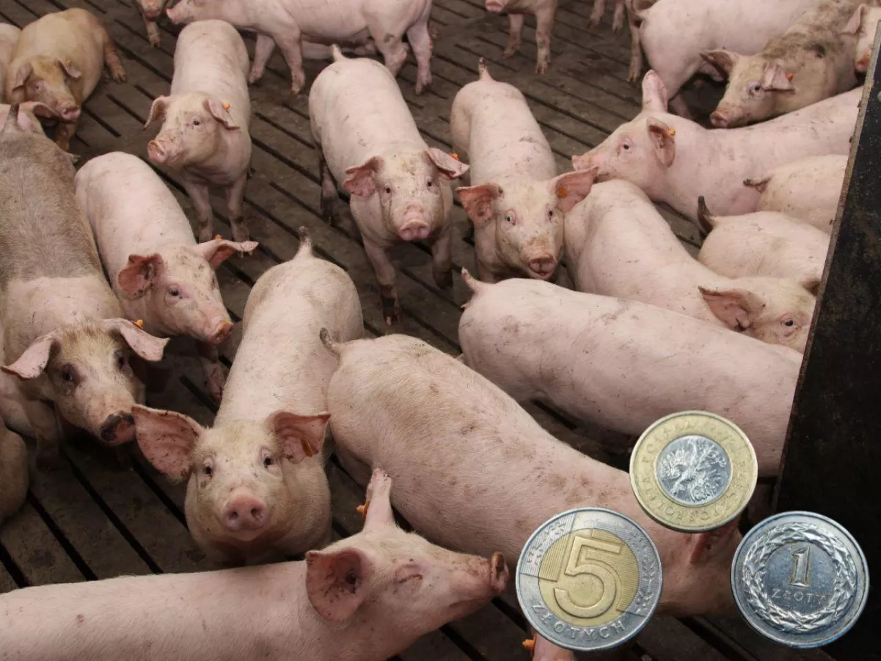Ceny świń na początku sierpnia 2025 [SONDA]