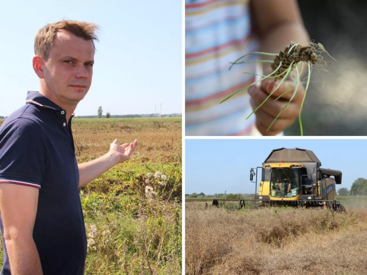 Żniwa pod wodą. Rolnicy próbują ratować zboże. ”Straciłem 270 tys. zł” [WIDEO]