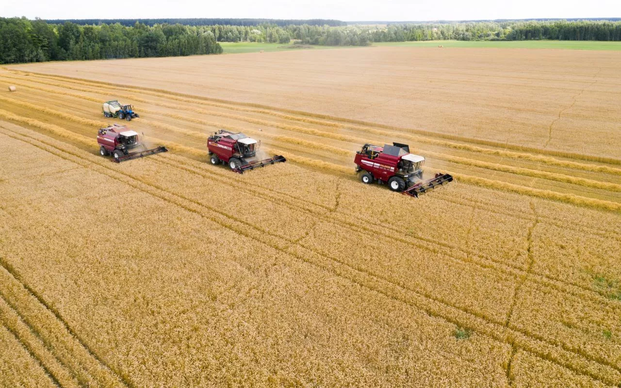 kombajny zbierające pszenicę – widok z góry z drona