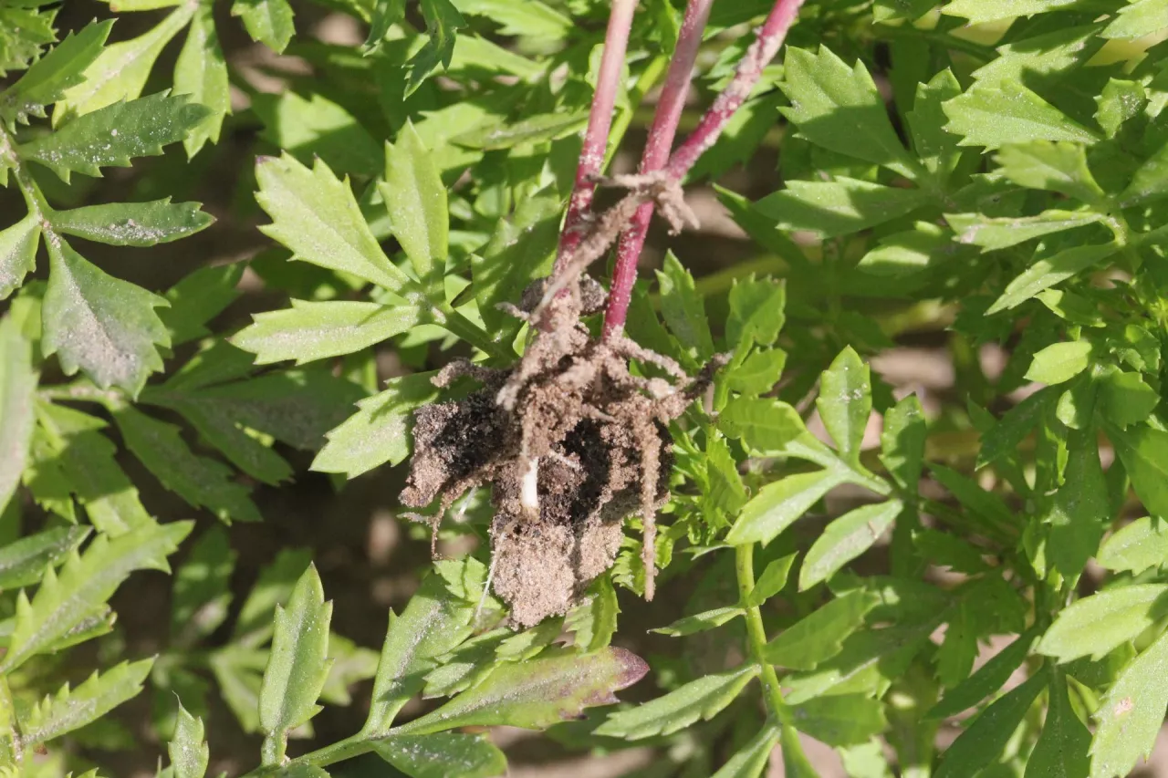 System korzeniowy aksamitki, czyli turka