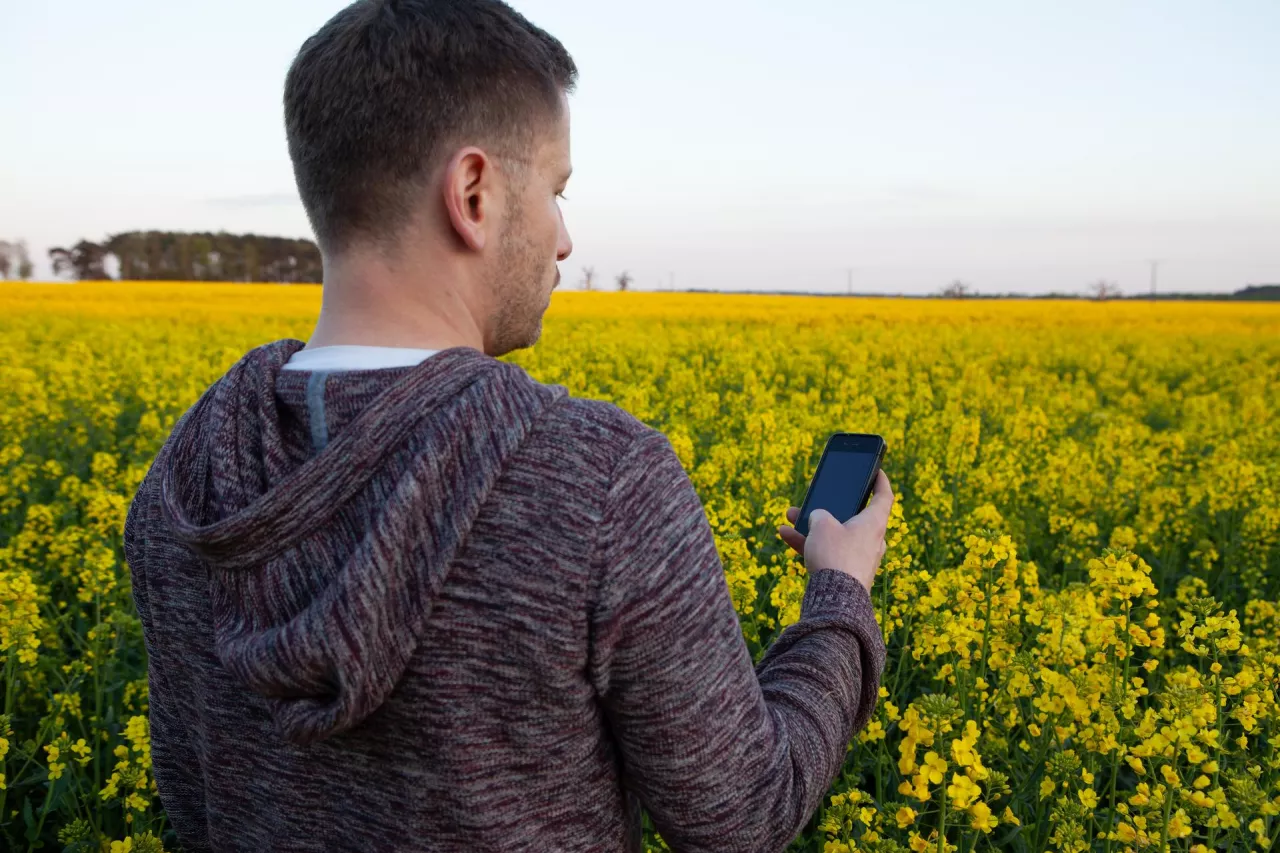 Telefon komórkowy smartfon rzepak kwitnący 
