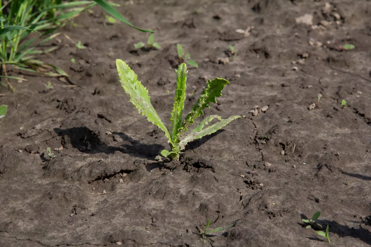 Ostrożeń polny z objawami fitotoksyczności herbicydu glifosatu