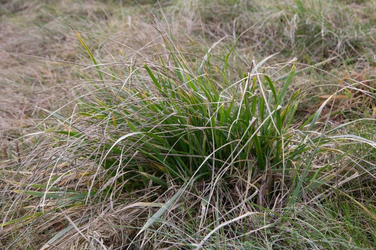 Kępa śmiałka darniowego