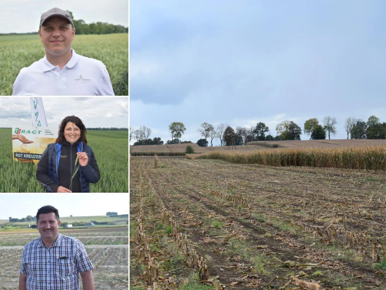 Późny siew pszenicy po kukurydzy. Jakie mogą być skutki?