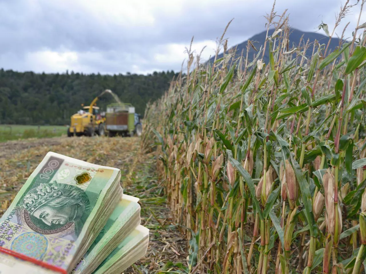 koszenie kukurydzy i pieniądze