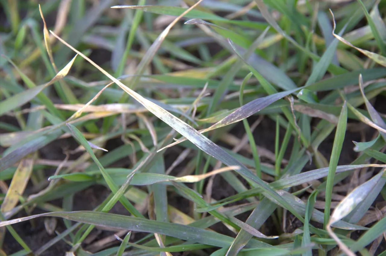 niedobór fosforu zboże