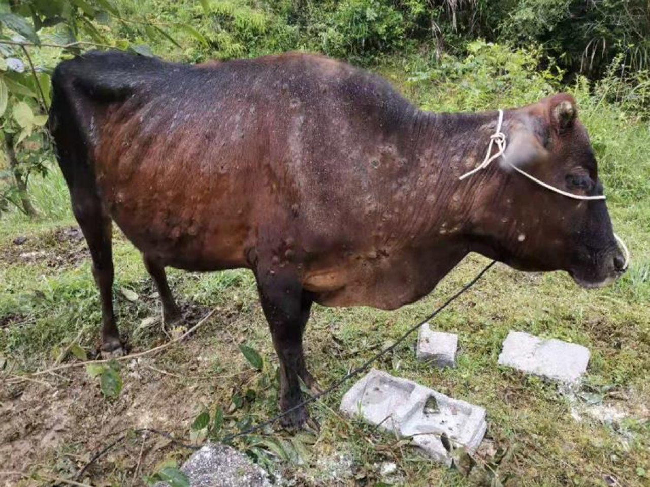 Choroba guzowatej skóry ((Lumpy Skin Disease, LSD)