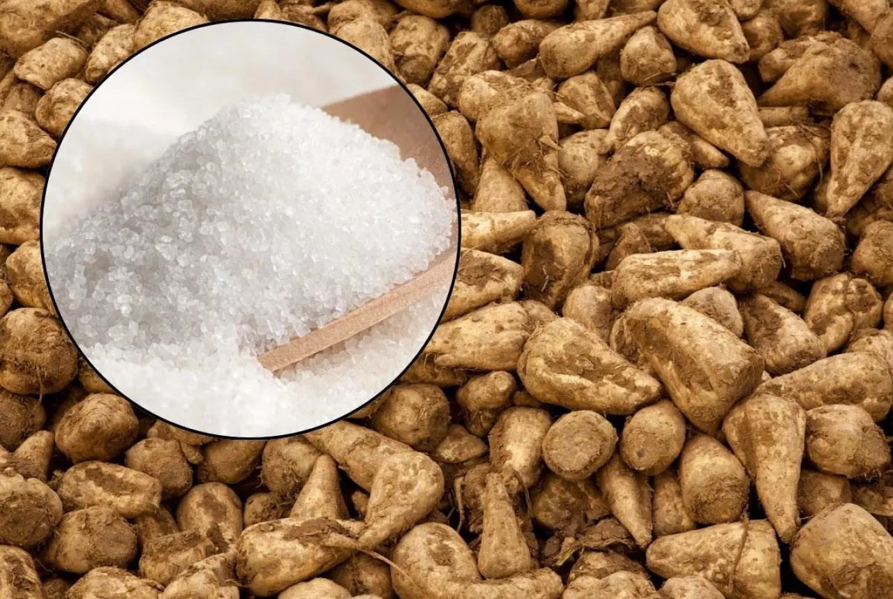 buraki cukrowe, cukier