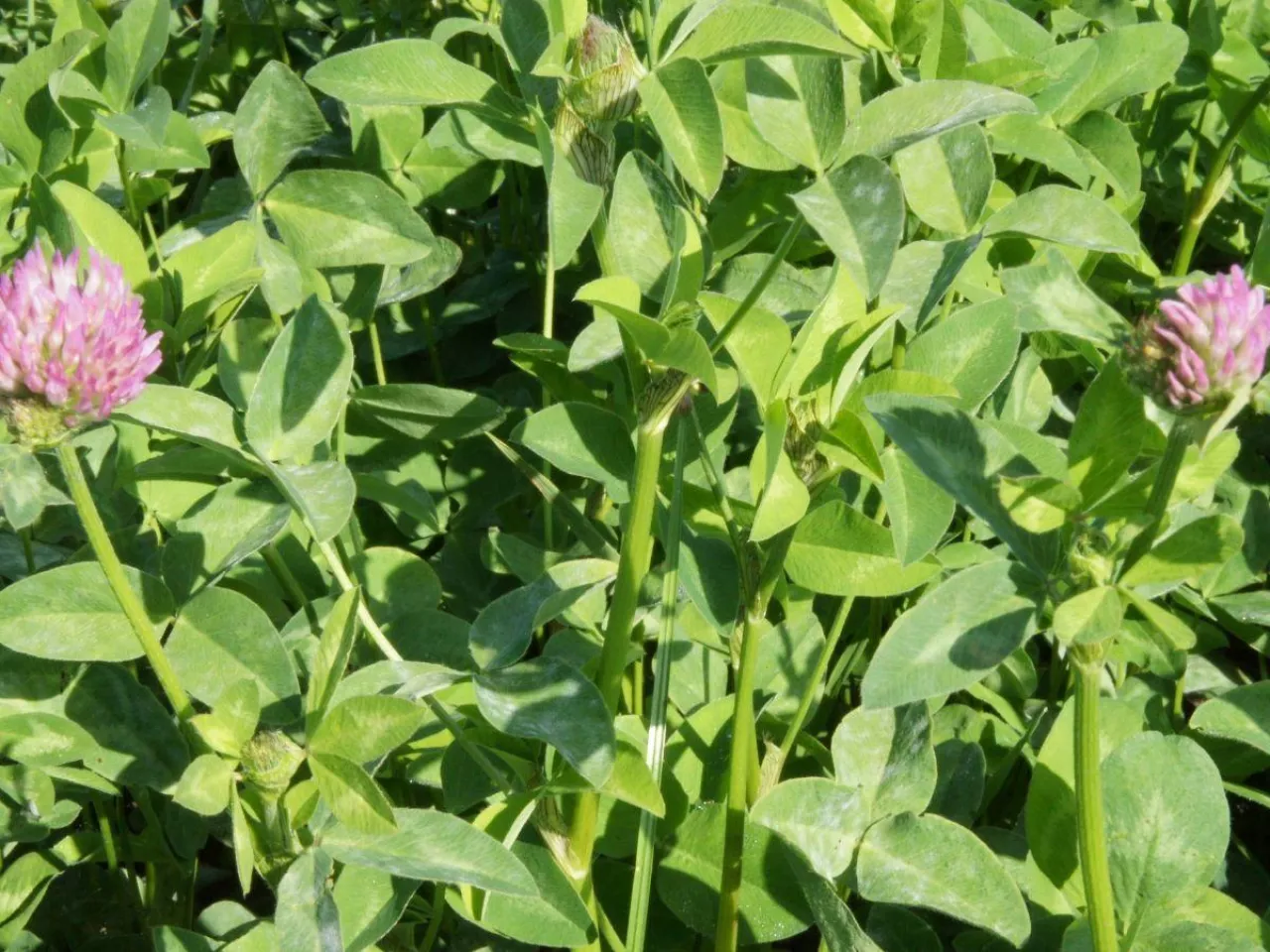 Uprawa międzyplonów: zobacz, ile możesz zyskać na dopłatach i jakości gleby