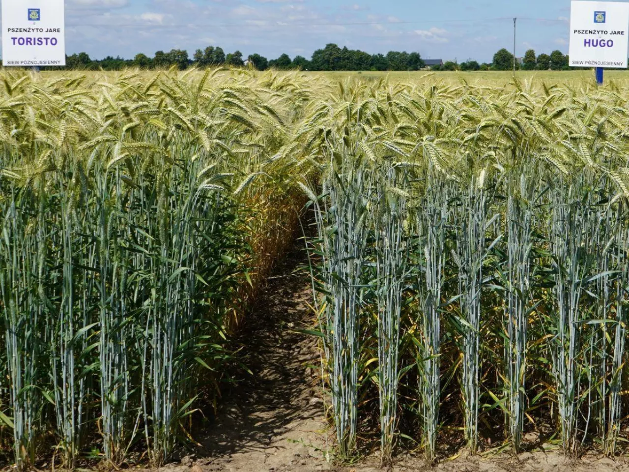 Za późno na pszenicę po kukurydzy? Wcale nie! Zobacz, co posiać w listopadzie 