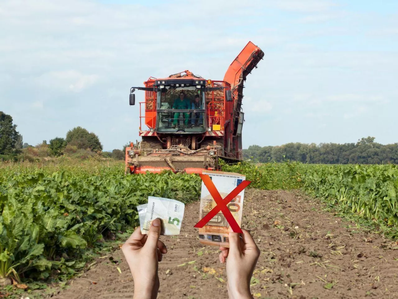 Buraki cukrowe 2026/2027: jaka cena w KGS na kolejną kampanię?