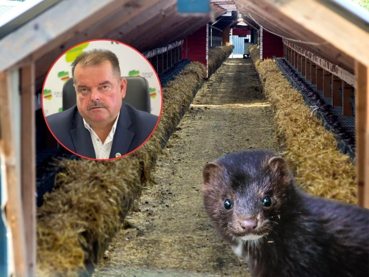 Sławomir Izdebski, norki