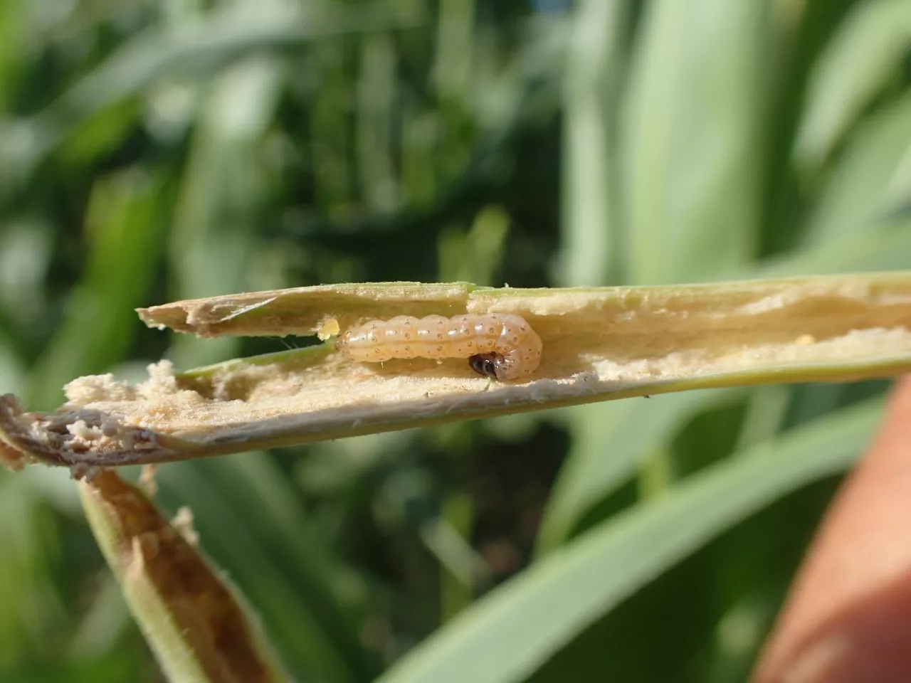 omacnica prosowianka OLYMPUS DIGITAL CAMERA