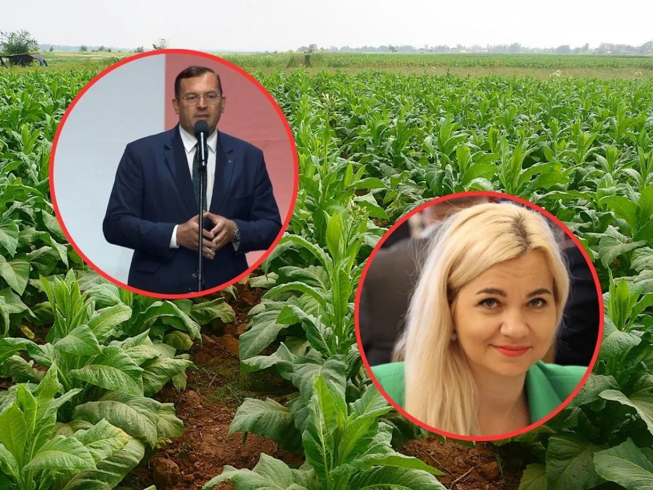 uprawa tytoniu, twarz ministra rolnictwa i wiceminister rolnictwa