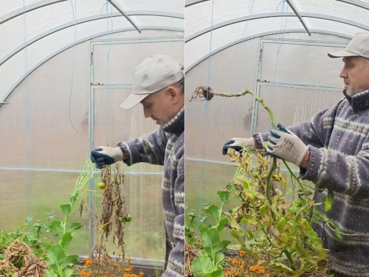 Zima zniszczy twoją szklarnię? Sprawdź, co musisz zrobić po jesieni