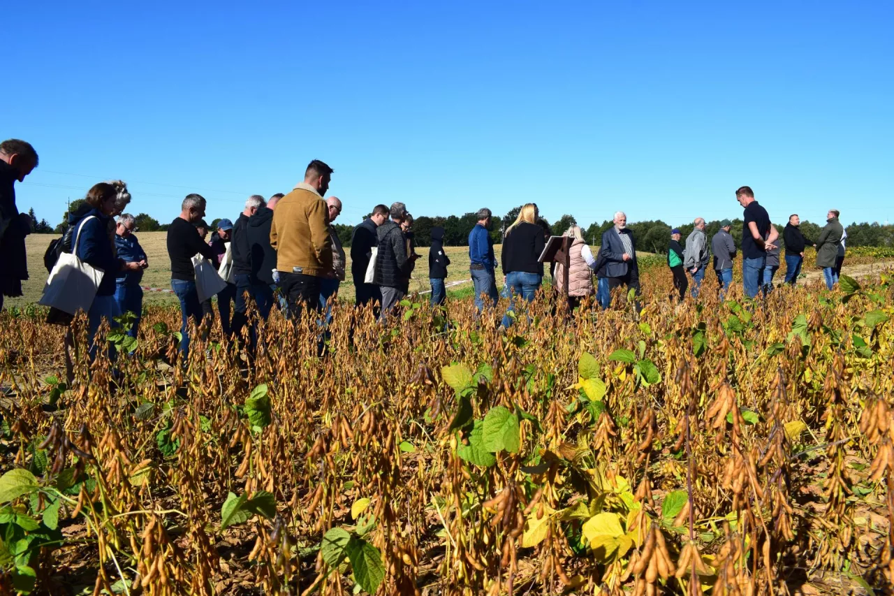 plantacja soi na drugim planie rolnicy