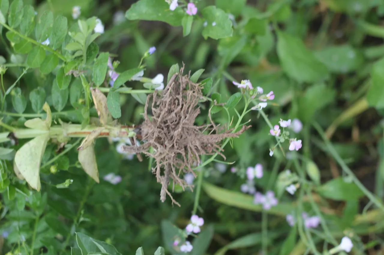 Korzeń bobiku wyrwany w międzyplonie.