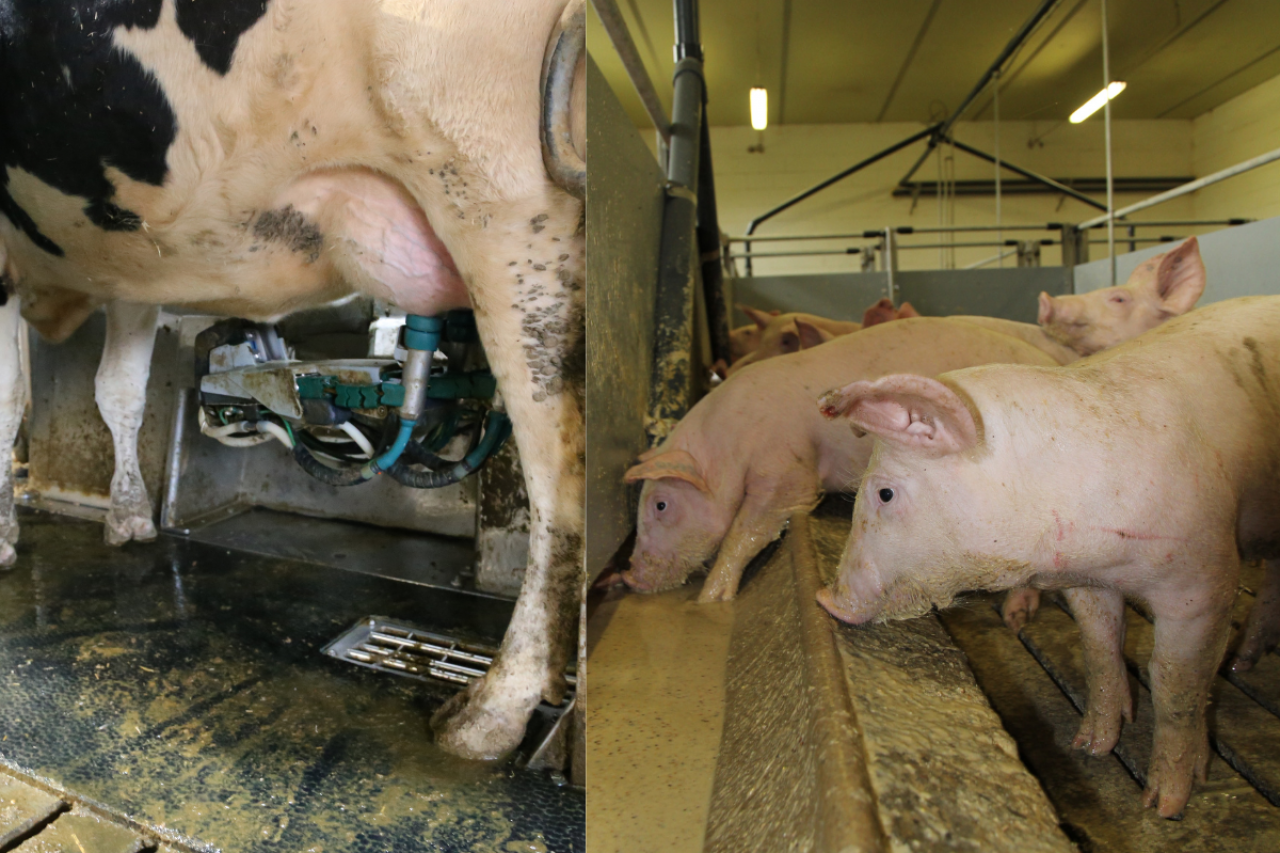 bydło mleczne, świnie