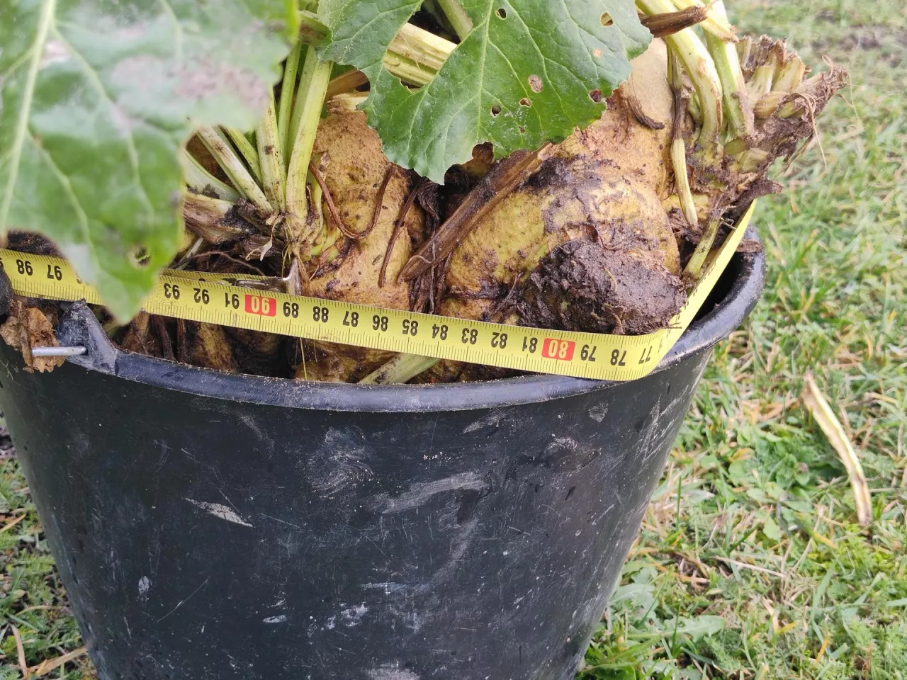 Grzegorz Mazurek rekordowo wielkie buraki