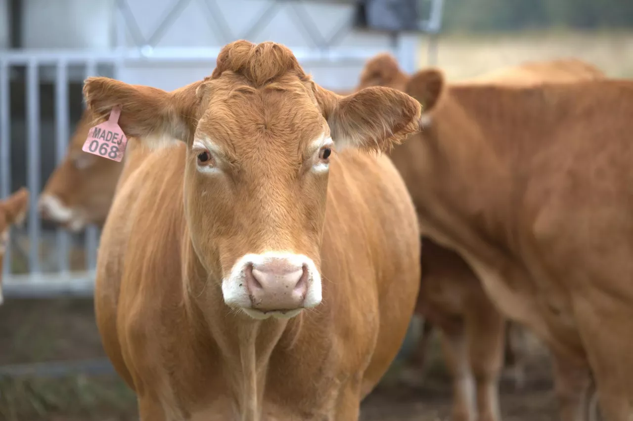 Producenci bydła ostro o pomyśle Brukseli. „10 proc. to za mało”