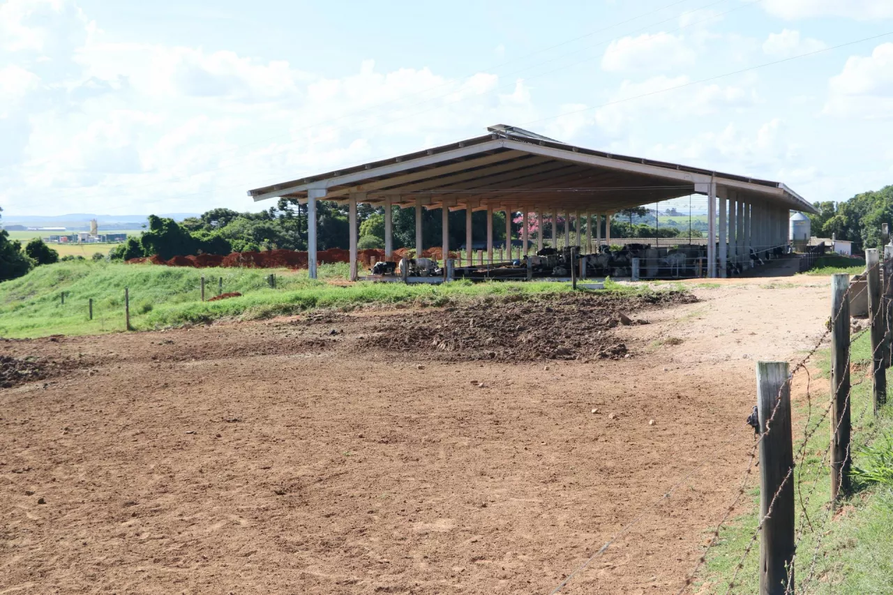 Obora dla krów zasuszonych to tak naprawdę jedynie zadaszona wiata. 