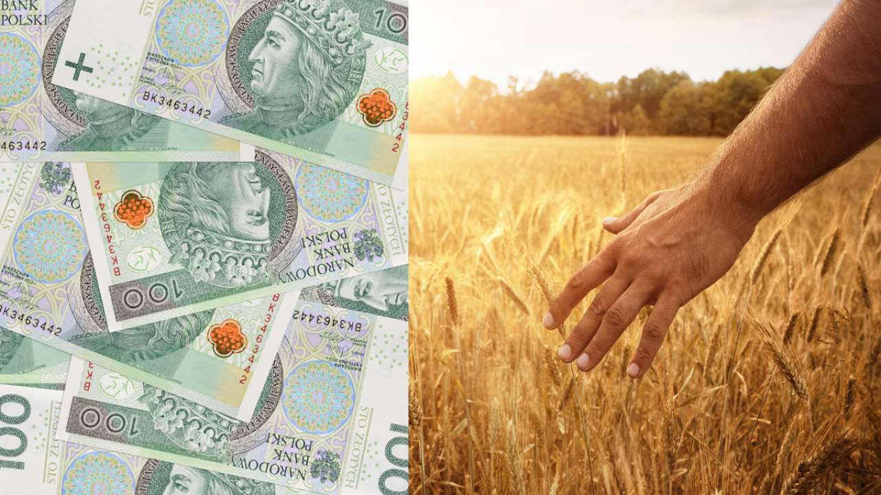 pole z pszenicą, dłoń, banknoty stuzłotowe po lewej stronie zdjęcia