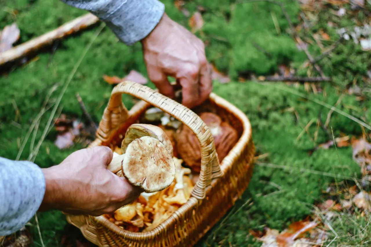 Boy holding dasket with fresh mushrooms 