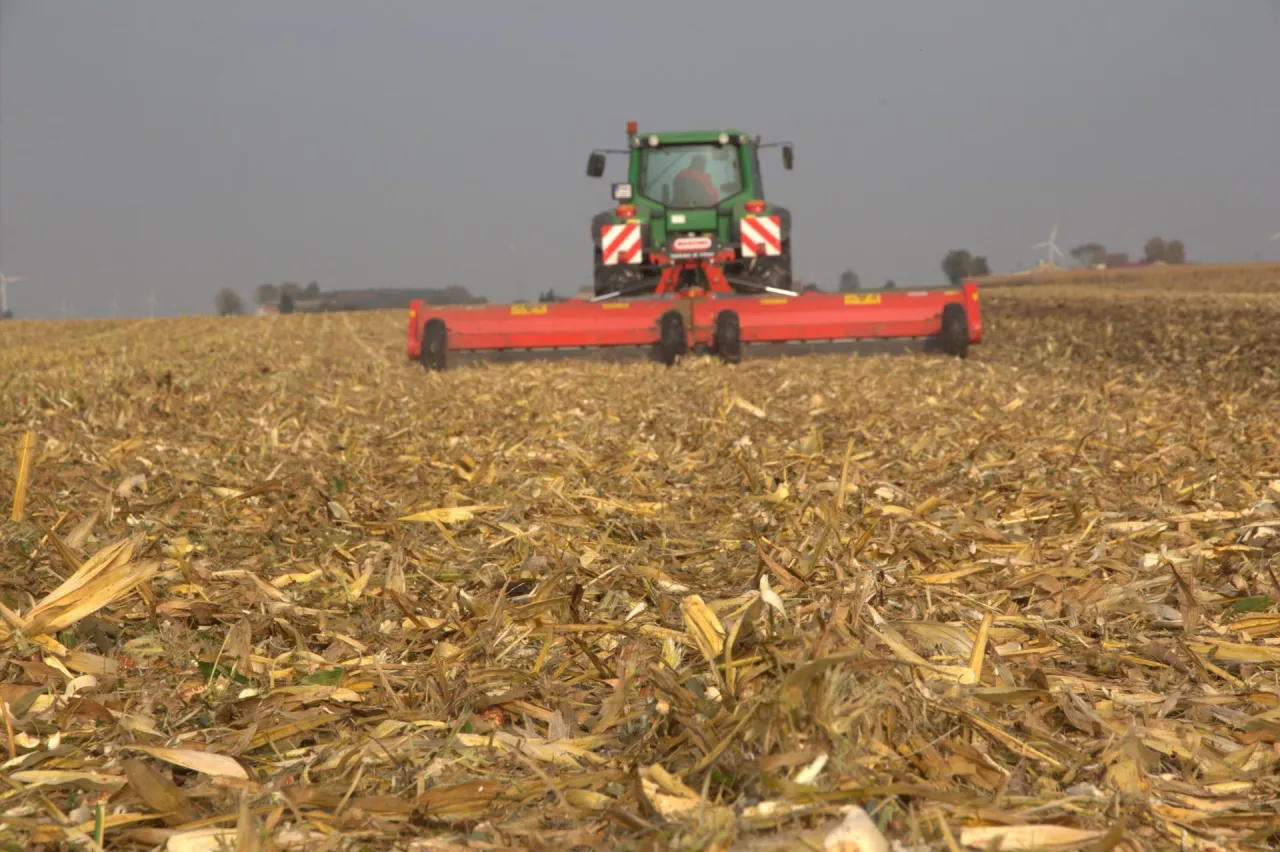 mulczowanie pola kukurydzy 